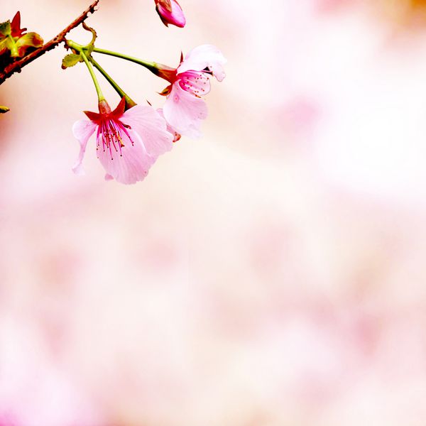 شاخه ای با شکوفه های صورتی پس زمینه طبیعی - نزدیک با DOF کم عمق