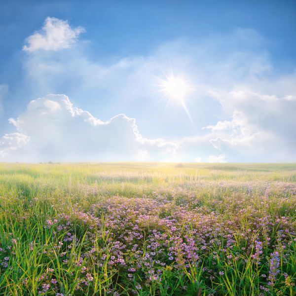 منظره بهاری با علفزار گل بنفش و ابرهای زیبا و خورشید در آسمان