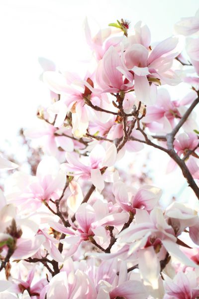 شکوفه های بهاری درخت ماگنولیا