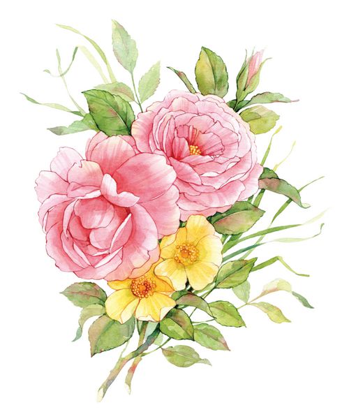 گل رز انگلیسی آبرنگ با گل های دوگروس