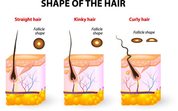 انواع مو مقطع بافت موهای مختلف شکل فولیکول بافت مو را تعیین می کند موهای صاف موج دار مجعد پیچ خورده و مارپیچ
