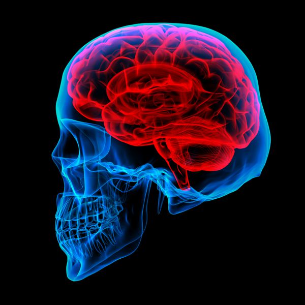 اشعه ایکس مغز انسان - نمای جانبی