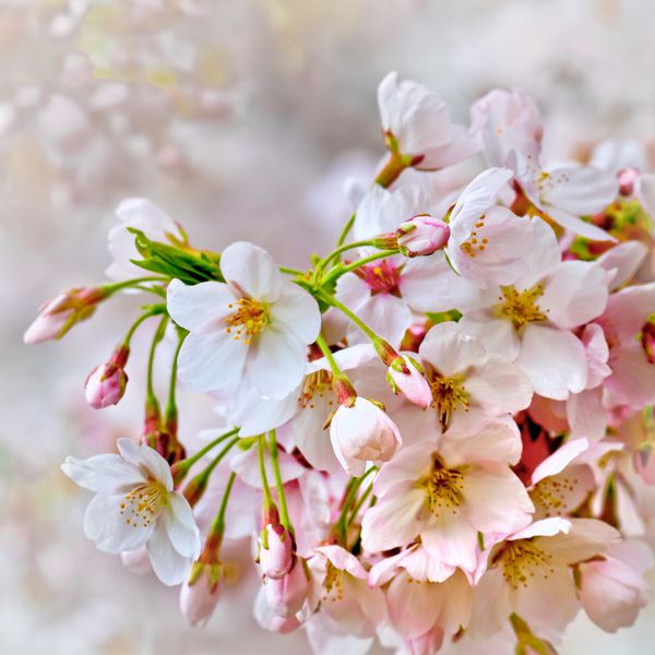 شاخه ای از شکوفه های گیلاس بهار