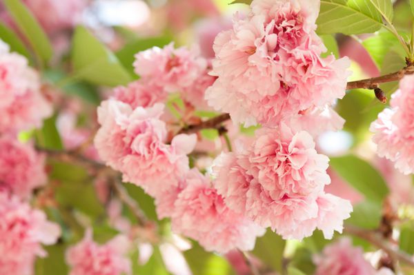 گل روی درخت ساکورا شکوفه های گیلاس در بهار