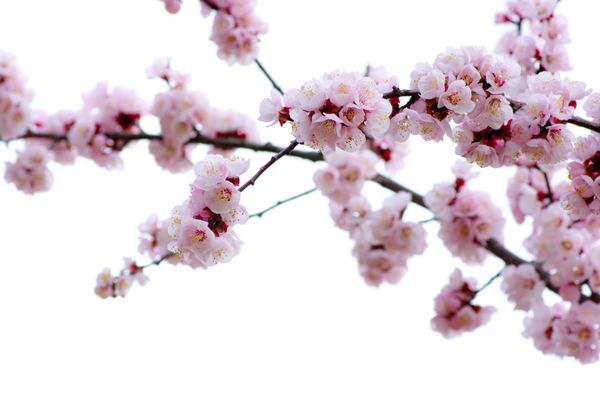 شاخه ای با شکوفه های صورتی جدا شده روی سفید