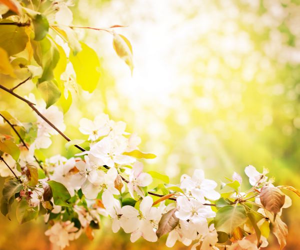 شکوفه های گیلاس روی پس زمینه تار طبیعت