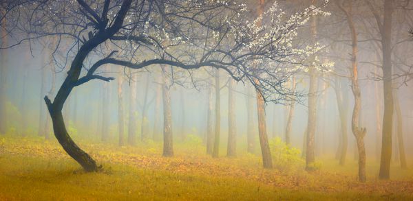 تصویر کلاسیک با درخت گلدار در جنگل مه آلود بهاری