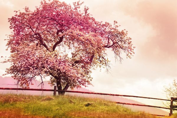 درخت شکوفه بر روی پس زمینه طبیعت