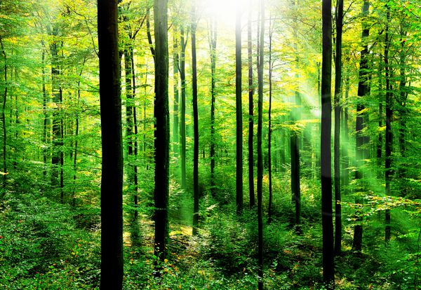 جنگل سرسبز تازه با پرتوهای خورشید در بهار