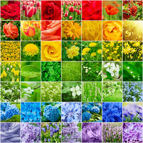 کلاژ از تصاویر بسیاری از گل های رنگارنگ مختلف