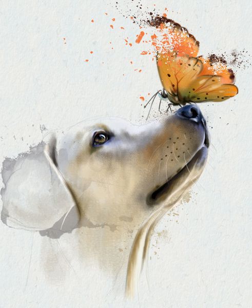 سگ گلدن رتریور با پروانه