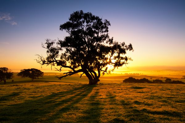 خورشید بر فراز دره کلر استرالیای جنوبی طلوع می کند