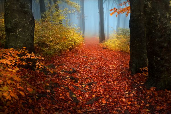 روز مه آلود پاییزی به جنگل