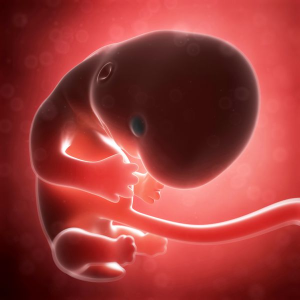 تصویر رندر شده سه بعدی - ماه جنین انسان 2