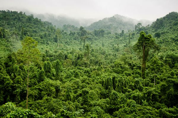 جنگل ویتنامی استان هاتین ویتنام