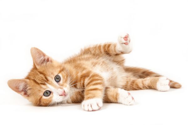 بچه گربه قرمز کوچک دراز کشیده روی زمین جدا شده در زمینه سفید
