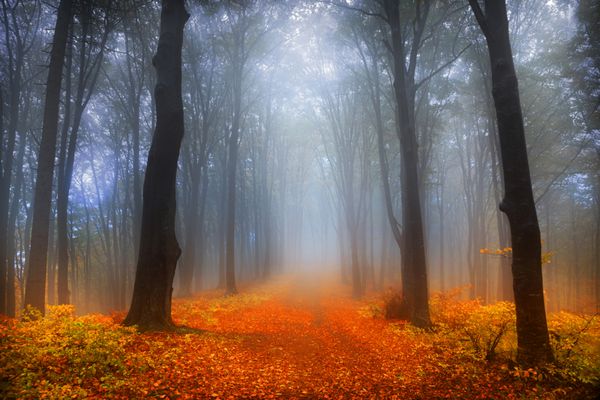 روز مه آلود به جنگل در طول پاییز