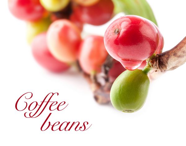 دانه های قهوه قرمز روی شاخه ای از درخت قهوه توت های رسیده و نارس جدا شده روی پس زمینه سفید فوکوس انتخابی
