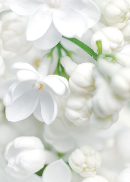 پس زمینه گل های سفید