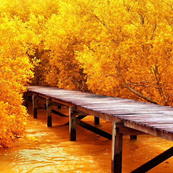 پل چوبی در جنگل حرا طبیعت را کاوش کنید