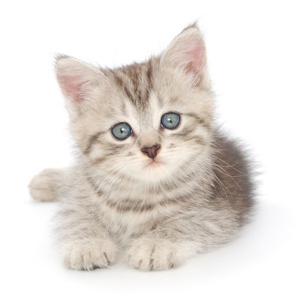 بچه گربه خاکستری کوچک در پس زمینه سفید