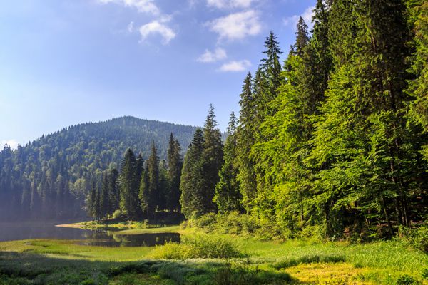 دریاچه ای در کوهستانی که در صبح زود توسط یک جنگل کاج احاطه شده است