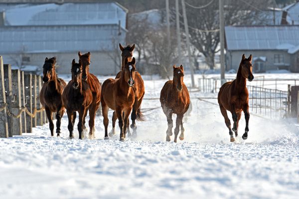 اسب هایی که در زمستان در میدان می دوند