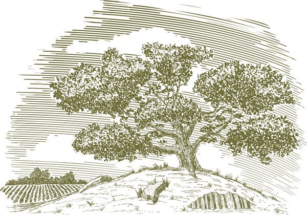 طراحی با قلم و جوهر درختی روی تپه با زمینه ای در پس زمینه