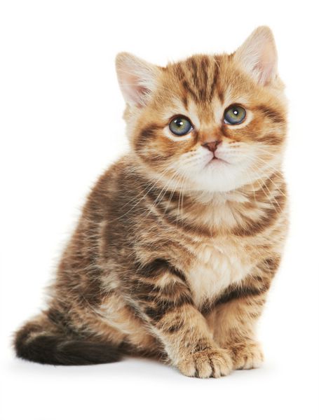 یک گربه گربه قهوه ای مو کوتاه بریتانیایی جدا شده