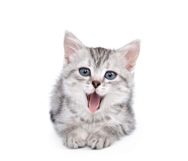 بچه گربه خاکستری کوچک جدا شده در پس زمینه سفید