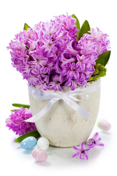 ترکیب عید پاک با سنبل های زیبا در گلدان روی سفید