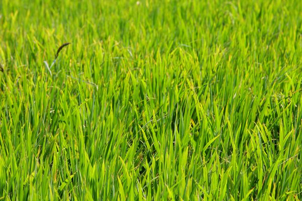 مزارع برنج چمن سبز