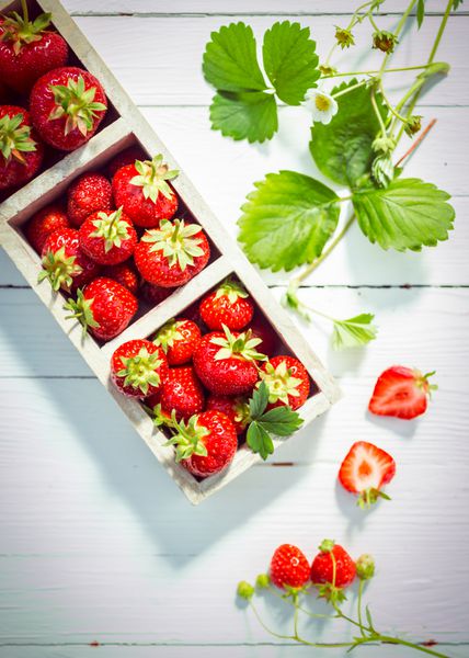 نمایش توت فرنگی های قرمز رسیده خوشمزه در جعبه های چوبی روی تخته های سفید رنگ شده با برگ ها و شکوفه های سبز تازه و یک توت نصف شده که گوشت آبدار را نشان می دهد نمایی از بالا