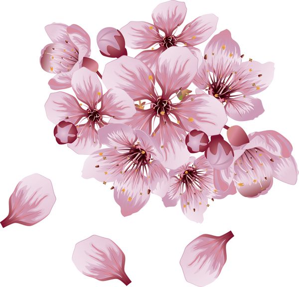 شکوفه گیلاس صورتی گل ساکورا در زمینه سفید