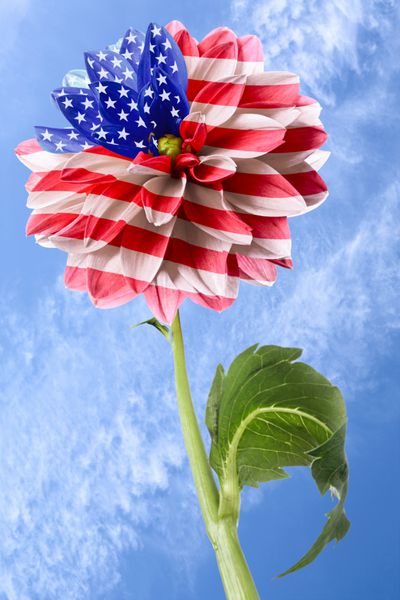 پرچم ایالات متحده به ترتیب گل در پس زمینه آسمان آبی