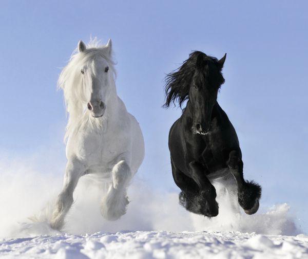 اسب های سفید و سیاه