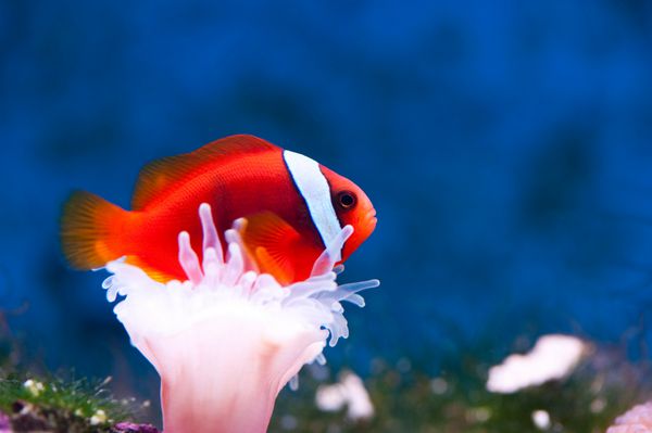یک ماهی شقایق نارنجی بین یک شقایق سفید