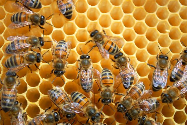زنبورها روی لانه زنبوری