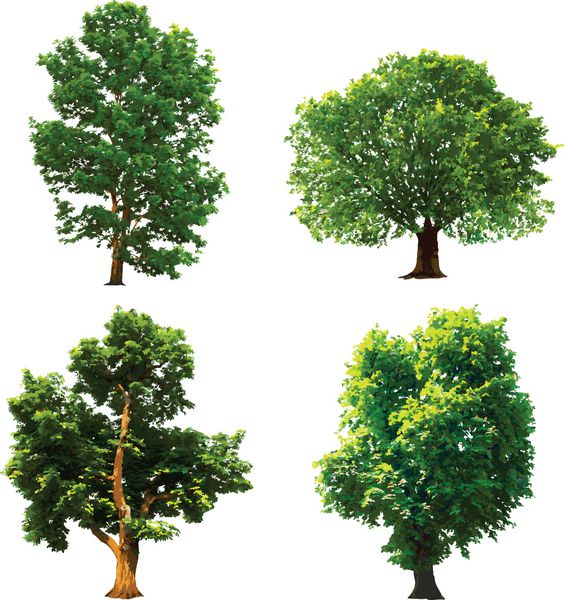 درختان سبز را جمع آوری کنید وکتور