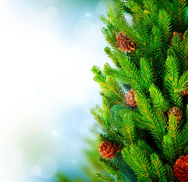 درخت کریسمس درخت کاج یا صنوبر با مخروط نزدیک طراحی حاشیه هنری