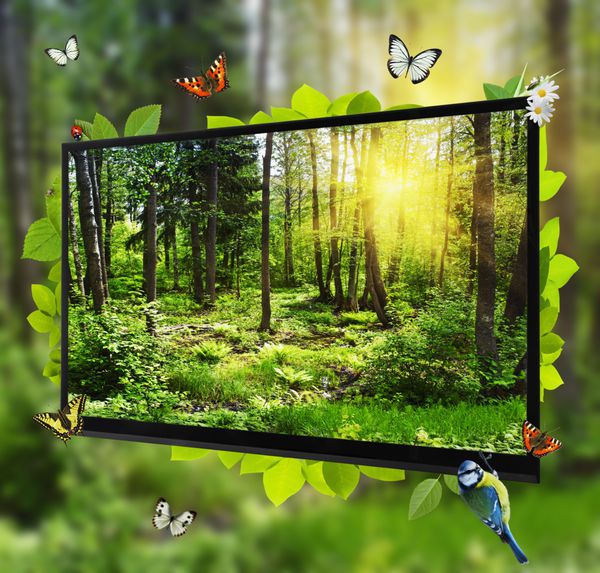 زندگی جنگلی روی صفحه تلویزیون نشان می دهد