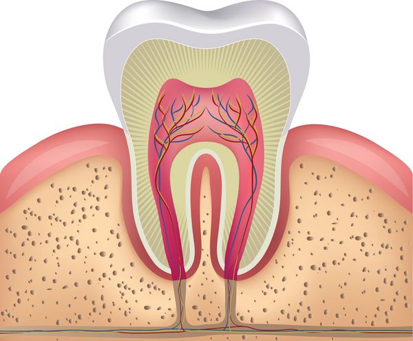 تصویر دندان سفید سالم لثه و استخوان آناتومی دقیق