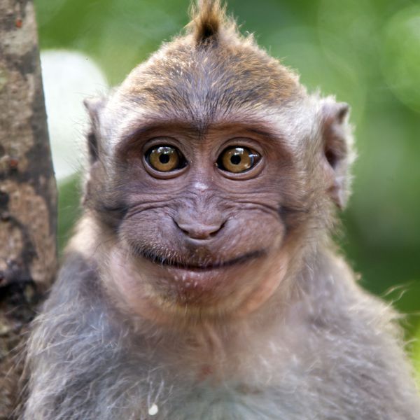 پرتره میمون خندان