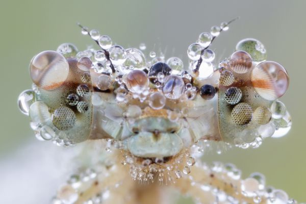 چشمان درشت سنجاقک با قطرات شبنم پای آبی - Platycnemis pennipes ماده