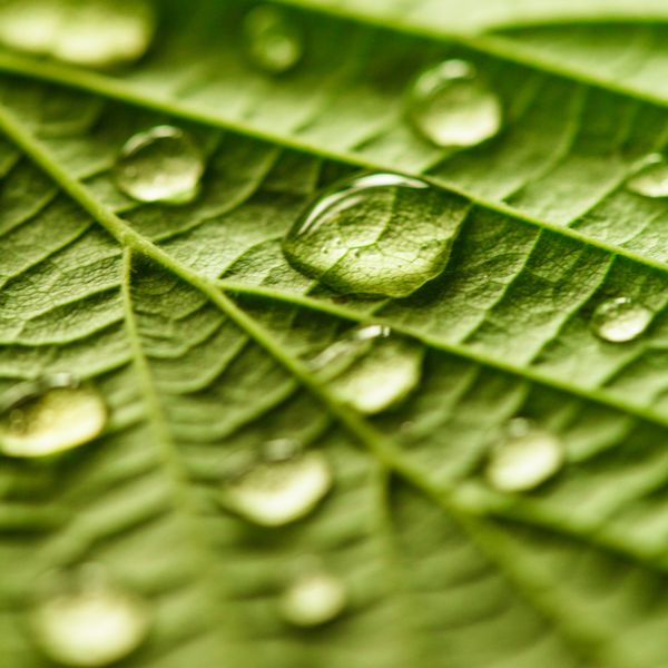ماکرو برگ سبز با قطرات آب از نزدیک