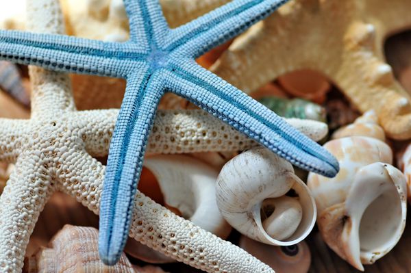 ستاره دریایی با صدف دریایی