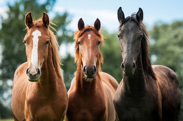 گروه سه اسب جوان در مرتع