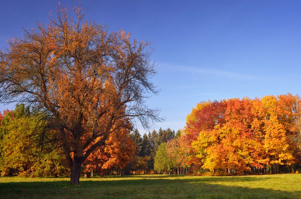 منظره زیبای پاییزی در پارک رنگ های اشباع شده جنگل پاییزی