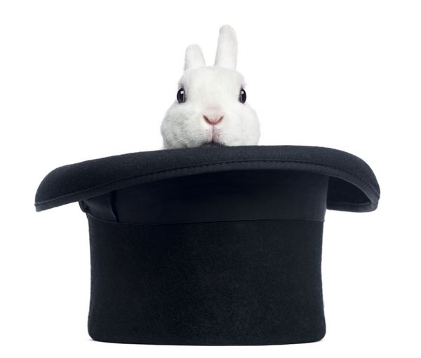 خرگوش مینی رکس که از کلاه بالایی ظاهر می شود جدا شده روی سفید