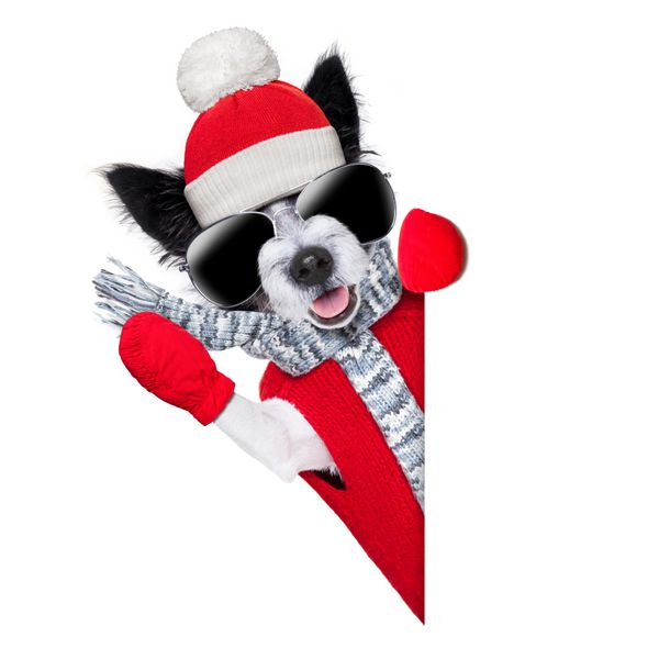 سگ کریسمس زمستانی با دستکش قرمز و پیراهن کش ورزش در پشت بنر خالی